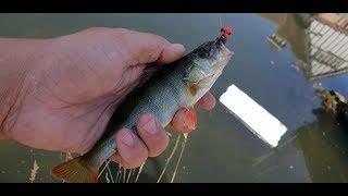 Fishing in London Part 3 - Jigging for Perch on the River Lea - Unexpected Finds and Low Oxygen