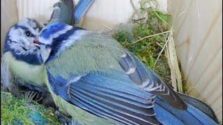 Bluetits sharing an intermate moment