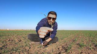 Jurnal de cultura - GRAU ORZ - semanat, protectie si fertilizare Selfie stick edition #wheat #barley