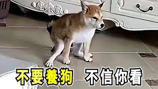 柴犬在家又闖禍，訓犬是需要耐心的，考慮周全再養狗！Shiba Inu got into trouble again at home, dog training needs patience