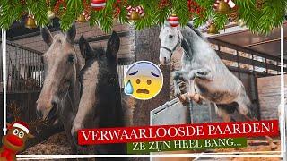 9 NIEUWE VERWAARLOOSDE PAARDEN!! || Paardzoektbaas #Vlogmas