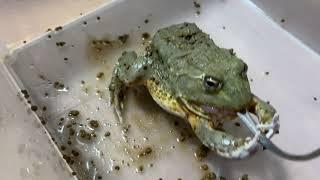 アフウシの捕食が激しすぎる【アフリカウシガエル】