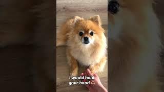 Would You Be My Friend?  Cute Buddy #shorts #pomeranian