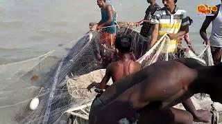 Live Hilsa/Ilish (ইলিশ মাছ) Fish Catching In Podda River Bangladesh ||  ইলিশ মাছ ধরার ভিডিও ||