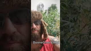 ILL TAKE YOU FROM SEED TO HARVEST #cannabis #cannabisculture #medicalmarijuana #growjourney #vlogs