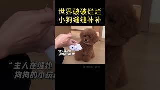 来自狗狗的治愈瞬间 #萌宠 #宠物 #治愈系