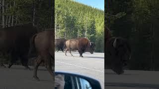 Bisons walking #wildlife #wildanimals #bison #yellowstone #travel