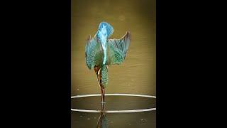 Nikon Z9 video and 120fps shoot of Kingfishers