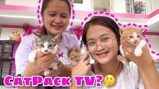 Replacing Our Dogs With CATS?! | RESCUE CATS! | Husky Pack TV