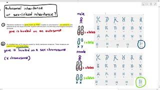 16-9 Autosomal Inheritance or Sex-Linked Inheritance? (Cambridge AS A Level Biology, 9700)