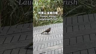 阿里山金翼白眉 #taiwan #alishan #mountains #bird #嘉義 #阿里山 #旅遊 #眠月線 #畫眉 #鳥 #野鳥