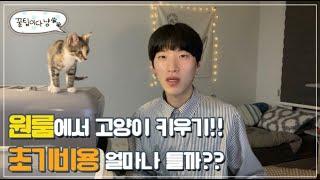 원룸에서 고양이 키우기 가능할까??? (고양이 입양 초기비용과 준비물, 꿀팁) ㅣ (feet. 쿠팡,고양이 용품)