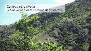 (Azeri sub.) Relict trees of the Hyrcanian Forests in the Talysh Mountains of Azerbaijan