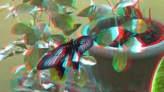 The butterflies 3D anaglyph Full HD 1080p