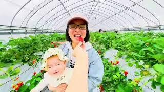 Dẫn Mẹ MukBang và thử thách ăn hết vườn dâu tại Nhật