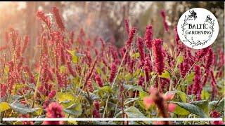 Baltic Gardening  Talking about Bistorta / snakeroot. A must have perennial for each garden