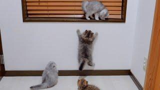 Kittens watch and learn from their siblings and take on challenges!