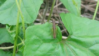 Oxya Grasshopper #Phatengra #Fauna #Flora #Insect #Nature #Video #YoutubeVideo #YTVideo #Plant #Leaf