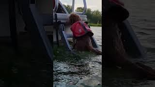 The Ultimate Pontoon Ladder for Dog-Friendly Adventures! #boatdog #pontoonlife #dogfriendly