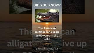 A Snappy Alligator Fact #shorts #facts