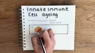 Ageing: Immunosenescence