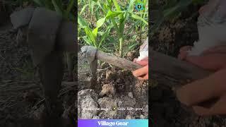 This Corn Fertilizing Trick is GENIUS!  Dig, Drop, Done! #farminglife #corn #gardeninghacks #diy