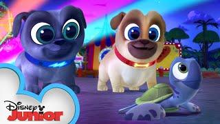 Bingo and Rolly Save the Sea Turtles | Puppy Dog Pals | Disney Junior