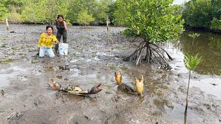 Unique Fishing - Giant Mud Crabs Catching In Muddy at Swamp after Water Low Tide