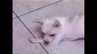 SassyThePuppy2005.avi