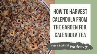 How to Harvest Calendula from the Garden for Calendula Tea