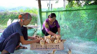 Lonely and determined : Clean the grass to raise a large flock of chickens - Family love