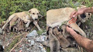 A heartless person tied a wire around the mom dog’s neck, abandoned her and puppies in the cold rain