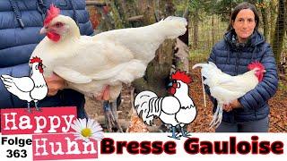 French Bresse Gauloise chickens - Big breed portrait with ENGLISH subtitles #bressegauloisechicken