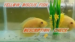 Sevrun Fish Aquarium , Cichild Fish Lovers, Chennai RR Aquarium