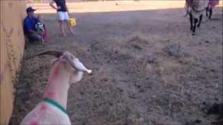 Gary the goat goes to an animal farm.