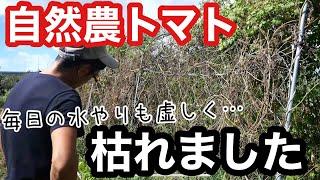 【自然農】待望の雨で復活した夏野菜と枯れたトマトで来年にむけた反省回と畑の様子《無農薬/無施肥/雑草/猛暑/作付け計画/自然栽培》