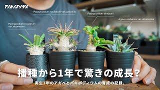 驚きの成長？実生1年のアガベとパキポディウムの育成記録。｜アガベ｜塊根植物｜実生｜