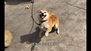 好久没有看见柴犬土豆了，可以明显看到胖了一圈，没少吃好的