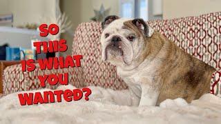 Reuben the Bulldog: So You Want a Bulldog?