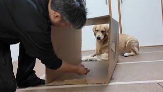 Will it be possible to overcome fear? Dogs instinctively don't like tunnels. 【Golden Retriever Japan