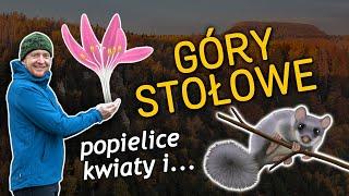 Park Narodowy Gór Stołowych - popielice, świerki bez głowy, plantacje i ciekawe rośliny! odc.64