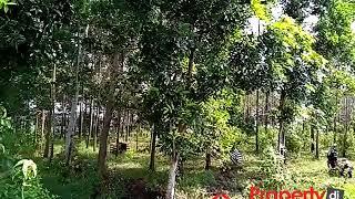 Dijual Kebun Akasia di Podomoro - Pringsewu - Lampung