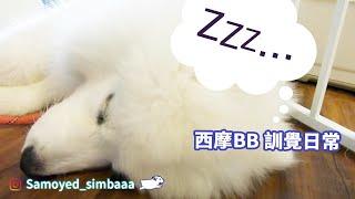 【西摩Simba 日常】－西摩BB 訓覺日常｜Samoyed Simba daily