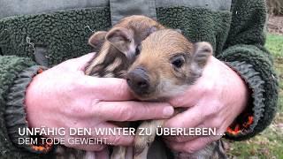 Wildschwein-Bestandsaufnahme & Rettung mit dem Yuneec H520 - ein glückliches Ende