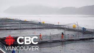 Feds delay closure of B.C.’s open-net salmon farms until 2029