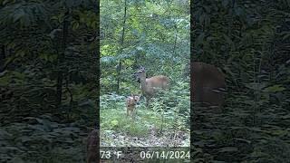 Mama #whitetaildeer #nationalforest #deer #wildlife #forestdeer #nature #naturelovers