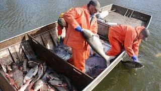 The Fight Against Asian Carp: Commercial Fishing