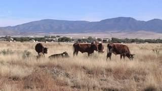 Today in America w/Terry Bradshaw... featuring Prescott Valley