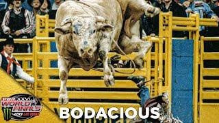 BODACIOUS Receives the 2019 BRAND OF HONOR