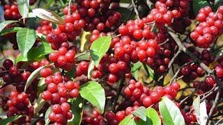 Berry picking and foraging - Survival food: Autumn olives - How to make Autumn olive jelly.